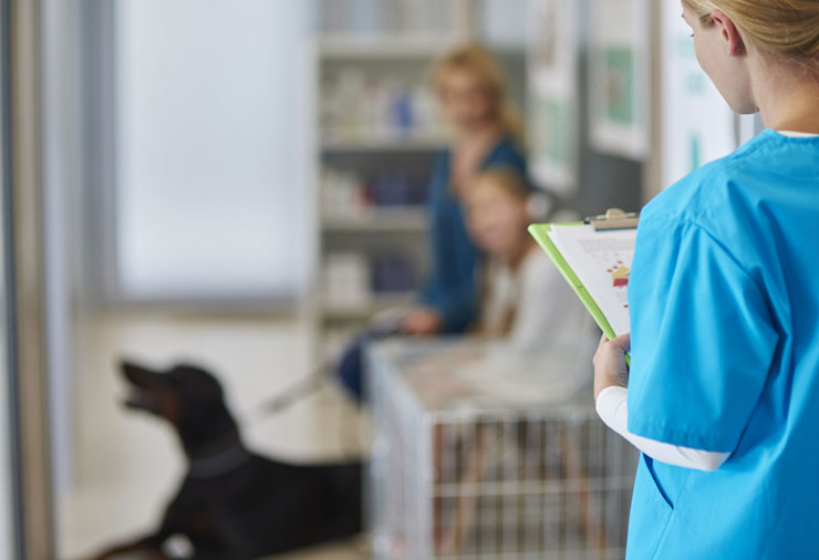 dog seeing vet at north hollywood animal hospital